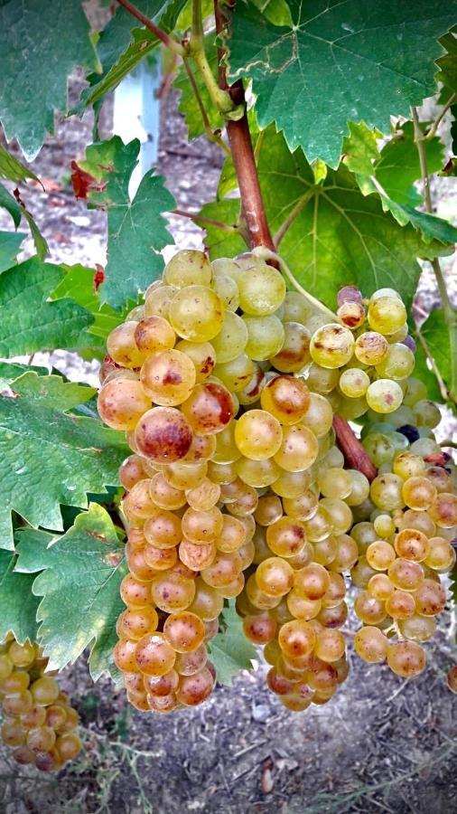 Agriturismo Pian Del Duca Vesime Luaran gambar